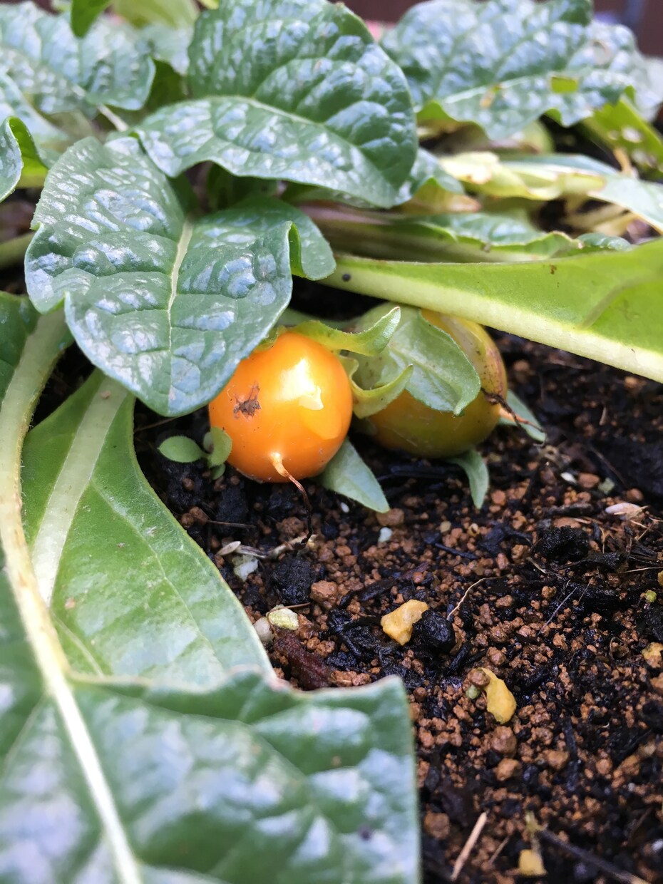 タロット占いで鉢植えの未来を占います 鉢植えの本当の気持ち、知りたくありませんか？ イメージ1