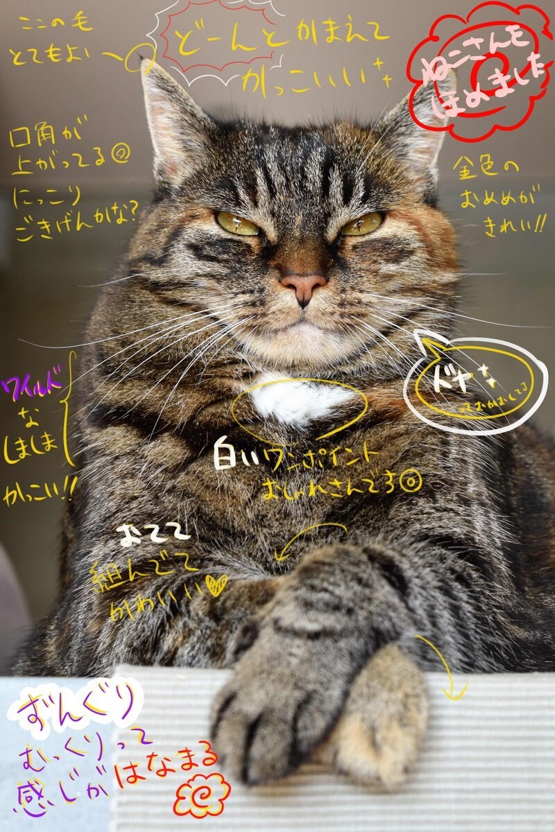 軽量版-ねこさんをほめます あなたのおうちの猫さんを褒めます イメージ5