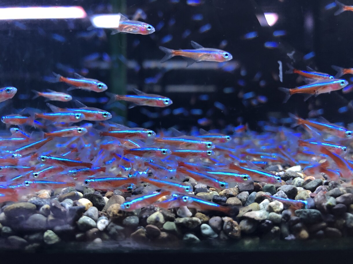 ショップの元店長が的確な熱帯魚の飼育お教えします アクアリウムを始める方、お悩み中の方、なんでも相談乗ります。 イメージ1