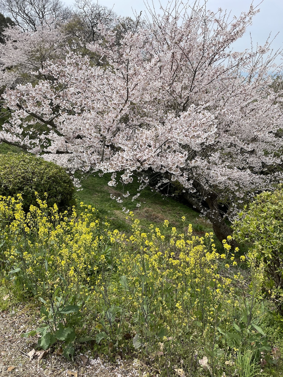 とにかく何でも聞きます 誰にも言えない悩みや愚痴を話してください(^｡^) イメージ2
