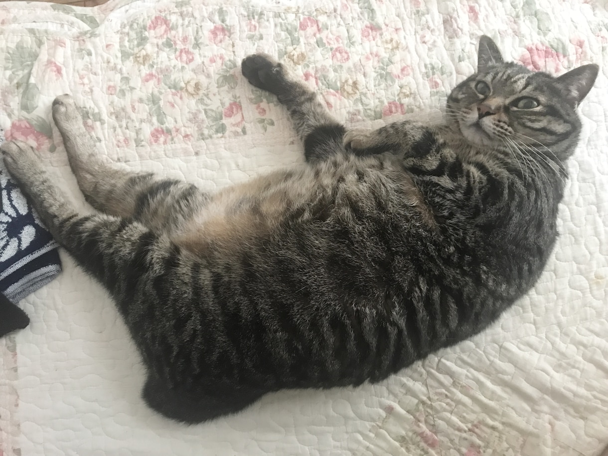 猫の自慢話聞きとねこの飼い方の悩み事聞きます とにかく猫が好きな方のお話相手します(*^^*) イメージ2