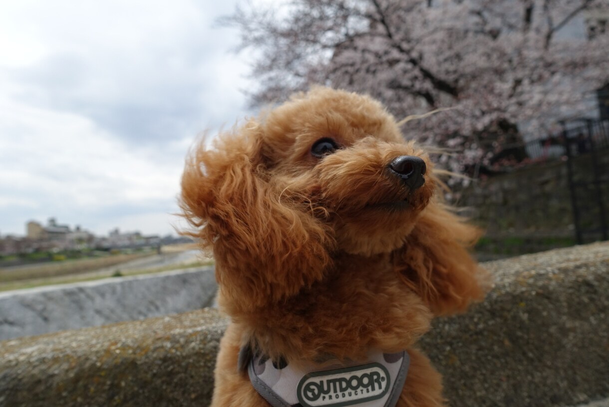 犬、わんちゃんの動画や写真をお譲りします 癒しをあなたにお届け致します！悲しみや苦しみを緩和致します！ イメージ1