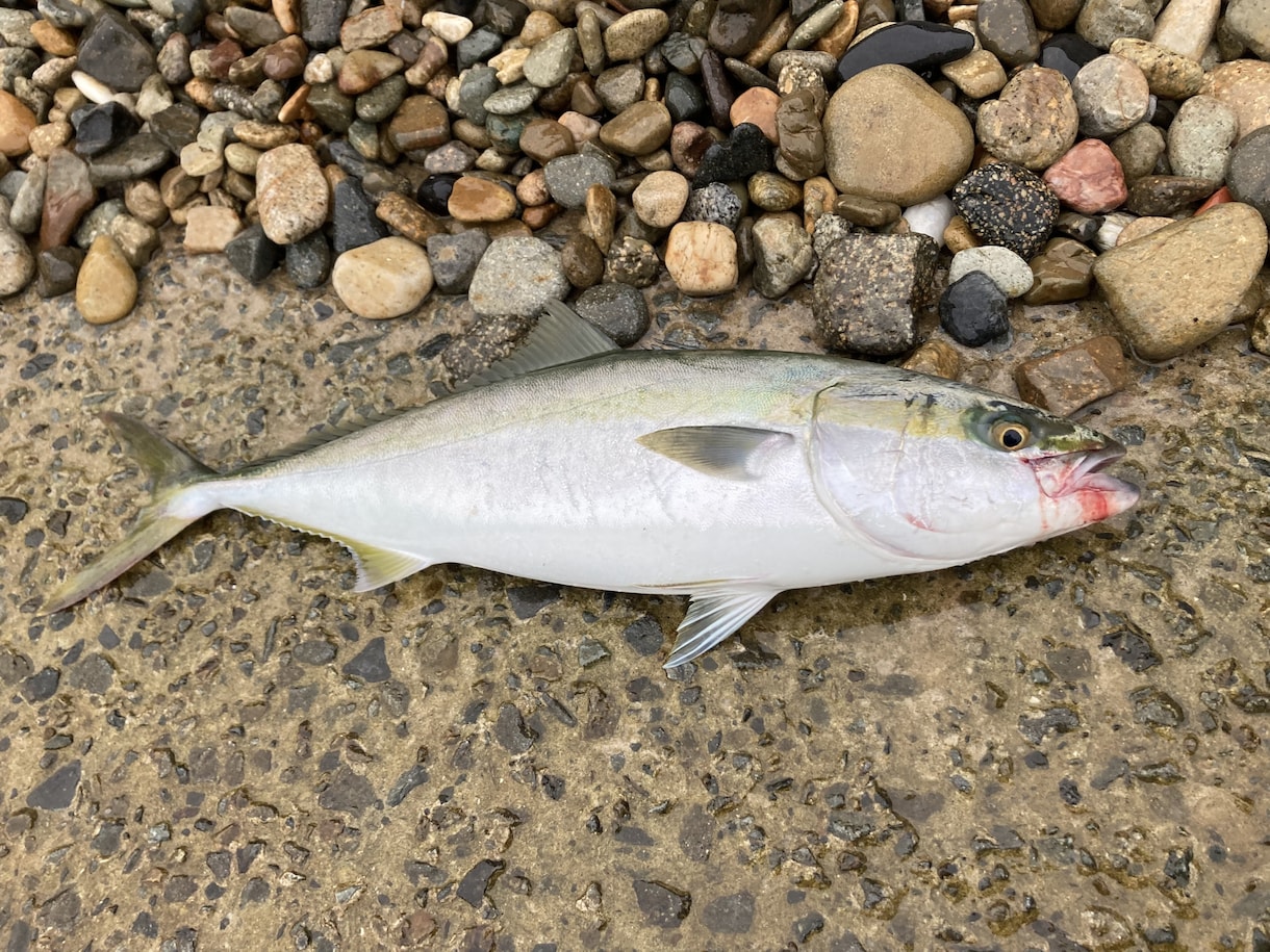淡路島、明石、和歌山の釣りポイント教えます 関西近郊の釣りポイント教えます青物、スズキ、ヒラスズキ等 イメージ7