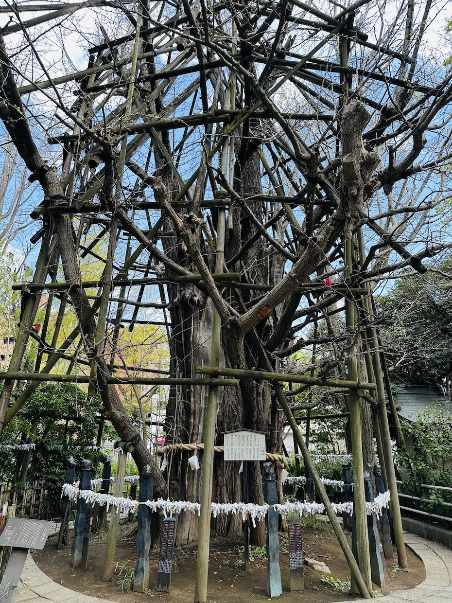 新橋で占いをやっているSaoと申します タロットで占います。恋愛、仕事、金運、総合運見れます イメージ1