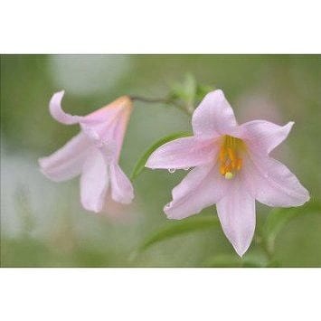あなたにいま必要なメッセージ伝えます お誕生日やカードからお伝えします イメージ1