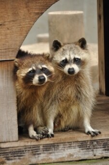 猫下僕ライフ聞いちゃいます 元気な猫さんや闘病猫さんと暮らすあなたの気持ちなんでもどうぞ イメージ1