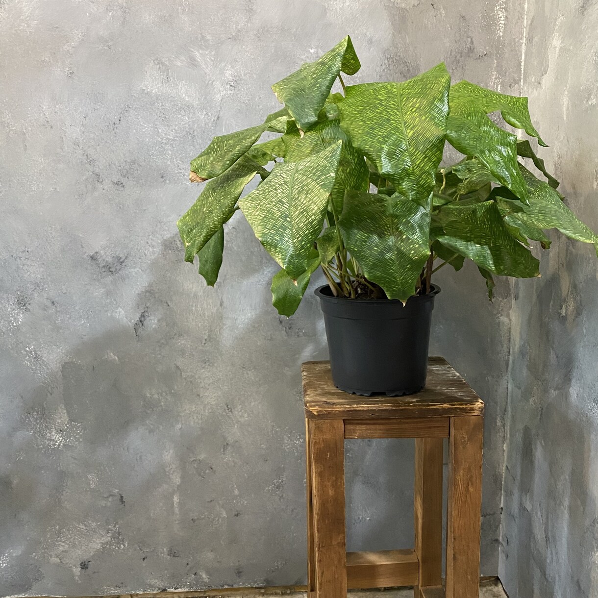 観葉植物のお悩み解決します 育成方法や観葉植物のトラブルなどなんでも解決致します！ イメージ4