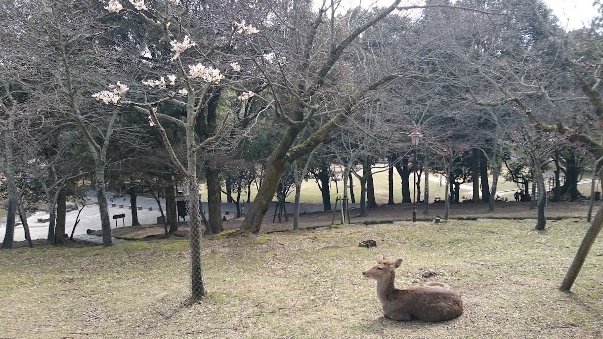 奈良・夫婦大国社でご縁を結ぶ代理参拝をいたします 夫婦神へ祈るハート絵馬奉納つきの恋願成就祈願♡ イメージ10