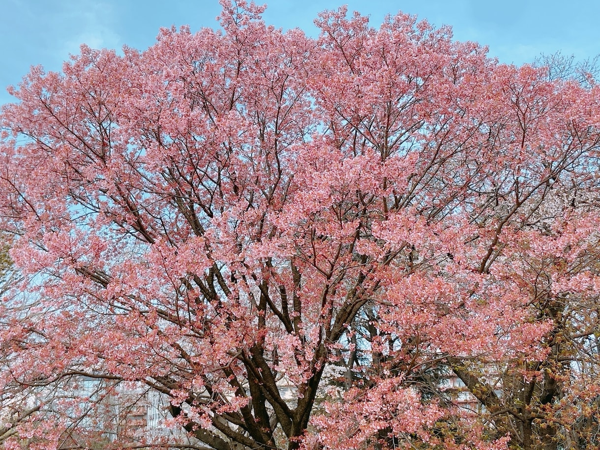 5分でもOK！学校や職場、ご家庭でのお悩み聞きます 心理カウンセラー資格有！優しくお気持ちに寄り添います。 イメージ1