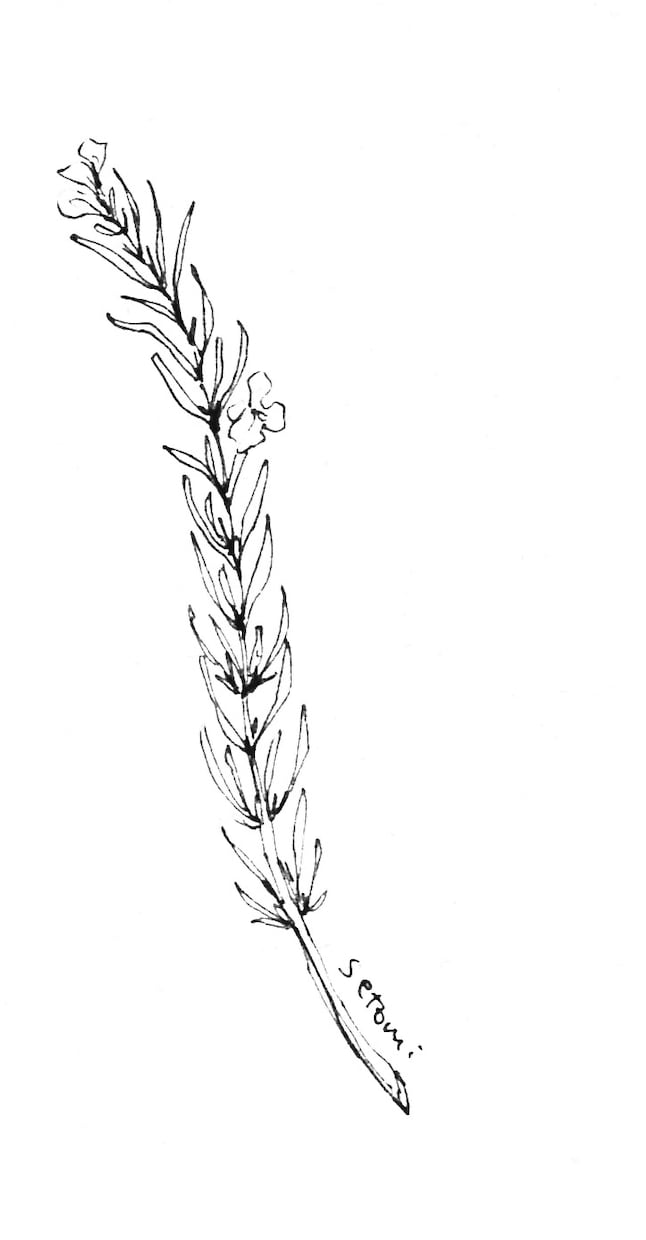 植物のイラスト(樹木、お花、ハーブ等)作成します 植栽知識を活かした様々な種類の素材を作成できます。 イメージ3
