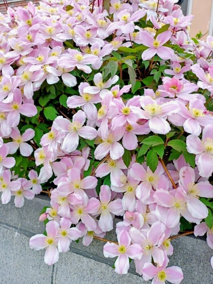 心がしんどい時のための、やさしい傾聴をします がんばりすぎて疲れた心を、そっと休める時間をつくります。 イメージ1