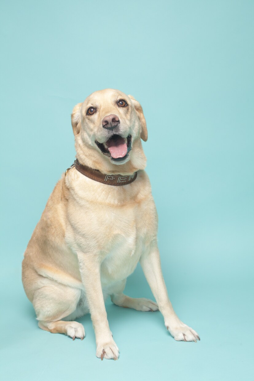 愛犬との家族写真ご自宅でもできます ご自宅でスタジオクオリティの家族写真を。 イメージ9