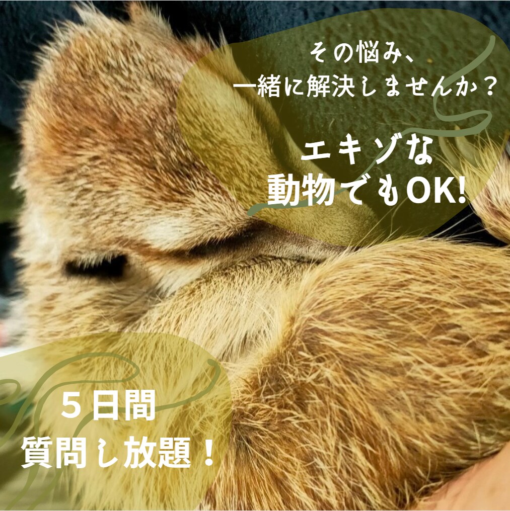 情報少ない！エキゾの飼育・お迎え相談何でも受けます エキゾ飼育歴６年【１級愛玩動物使用管理士】が全力で対応します イメージ1