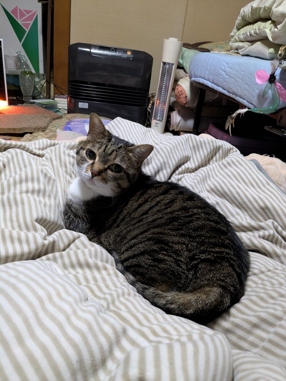 あなたの愛猫の気持ちを伝えます 猫ちゃんと幸せに暮らしましょう。 イメージ2