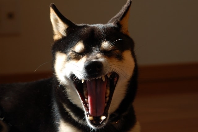 動物さんと飼い主様の過去世を見ます 過去に出会っていた場面をお伝えします イメージ3