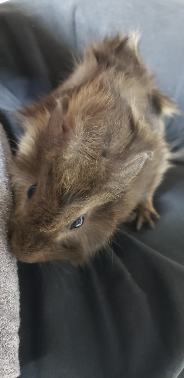 小動物に関するお悩み相談お受けします 飼い方、選び方などなどなんでもお問い合わせください！ イメージ9