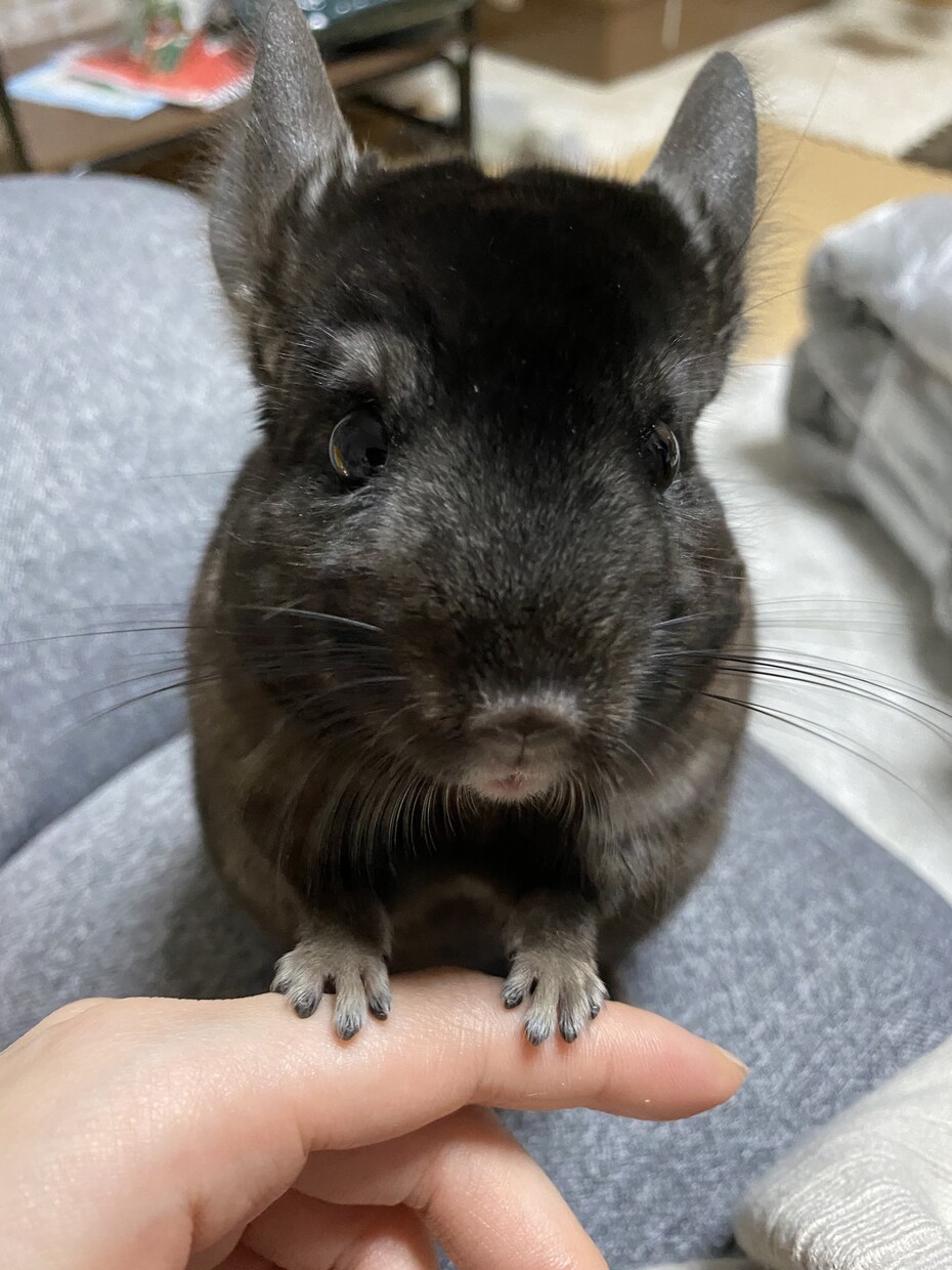赤ちゃんの名前やペットの名前を一緒に考えます 大切な新しい家族のためにも後悔しない名前選びを共に致します！ イメージ1