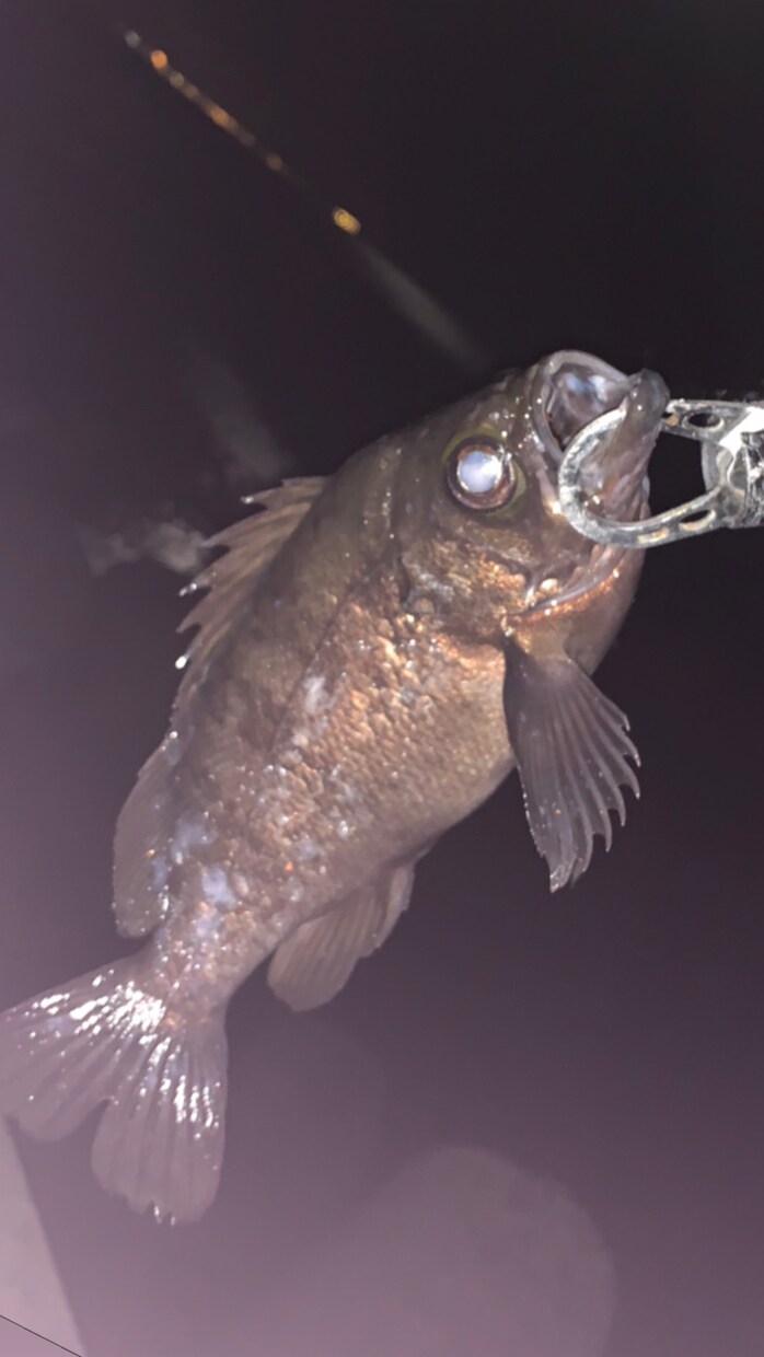 海釣りの魅力はじめ方を教えます 釣り歴8年の私といっしょに釣って食べよう！(初心者,入門者) イメージ4