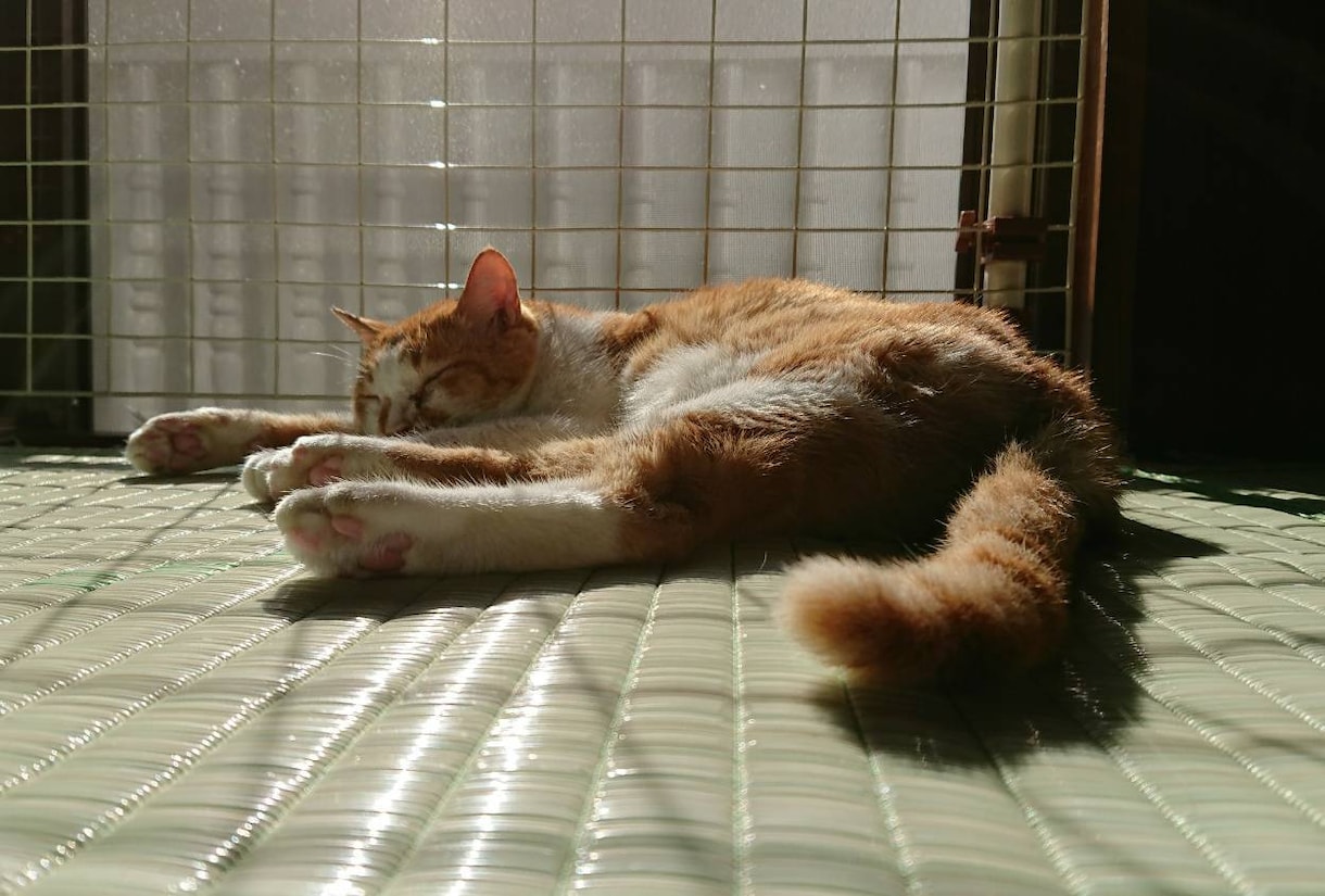 アニマルヒーリングをします 猫犬鳥うさぎなど、チャクラチェックしお知らせします イメージ2