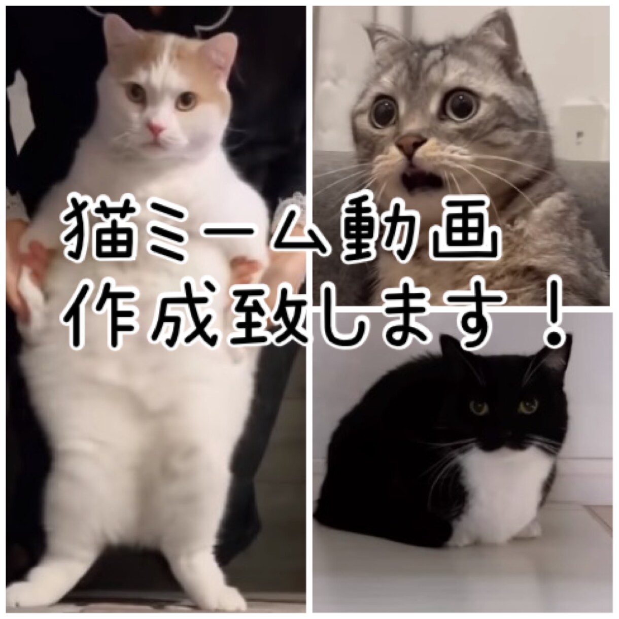 今話題!! 猫ミーム動画作成致します ～動画制作の経験を活かします！～ イメージ1