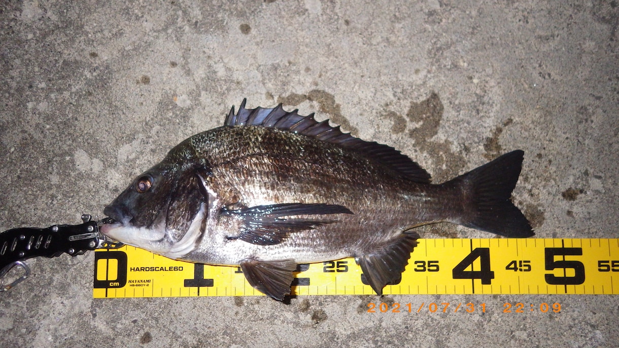 海釣りで魚を釣りたい初心者の方へコツ教えます ファミリーフィッシングでお子さんに魚を釣らせたい方なども イメージ6