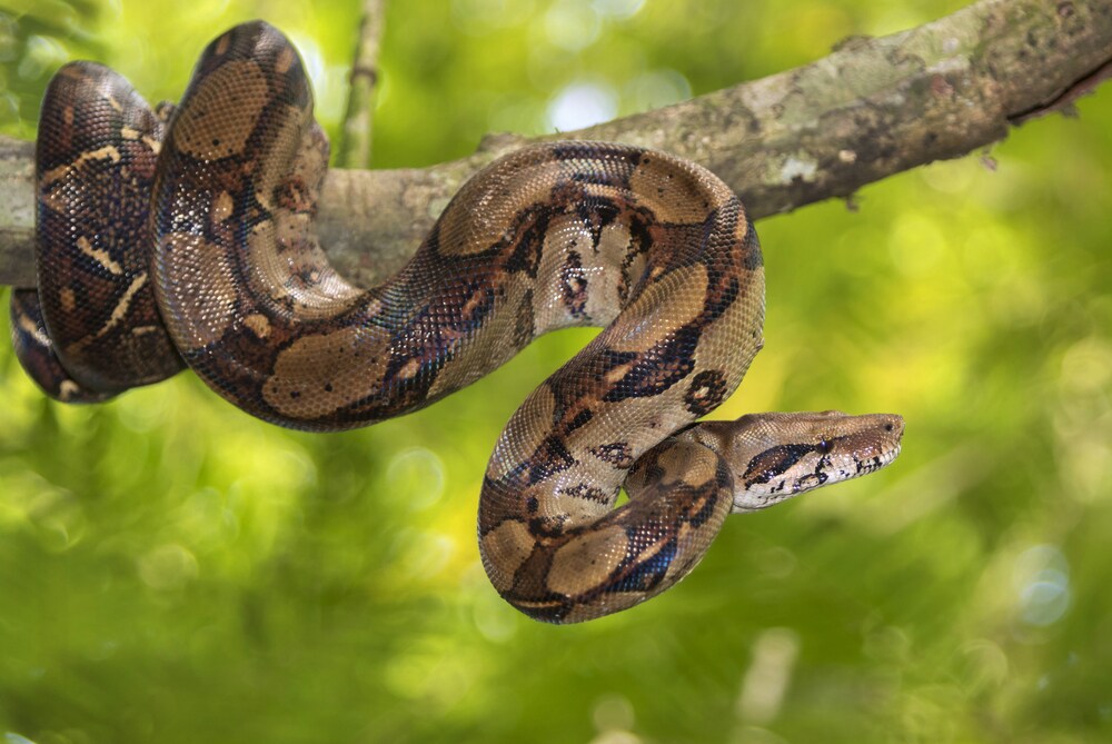 無制限Ver〜様々な生き物の飼育方法等を教えます 【犬猫だけがペットじゃないんです】 イメージ3