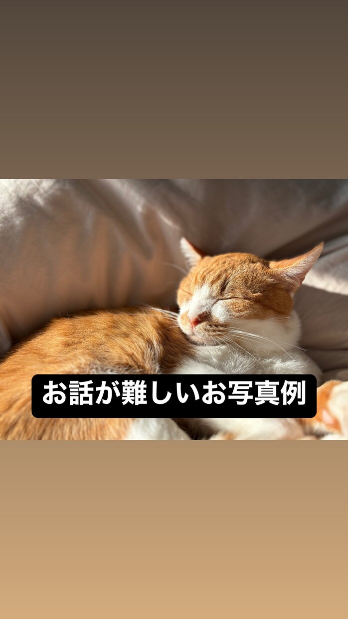 ペットちゃんに気になることを質問できます 不安やモヤモヤを安心へ変えるひととき イメージ3
