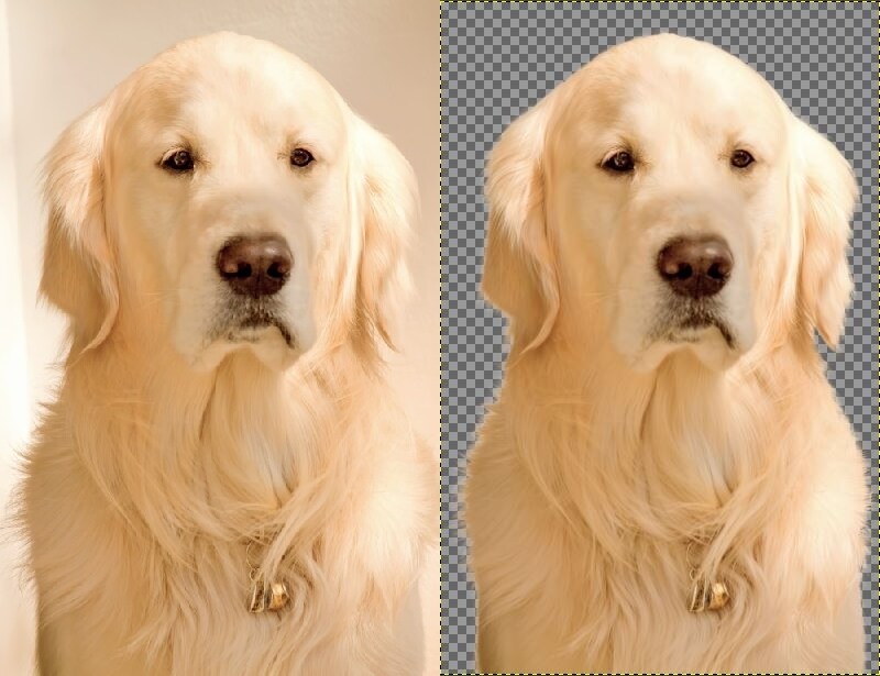 猫や犬などの画像をふわふわのまま透過加工します ペットの写真を透過し合成やオリジナルグッズに利用できます イメージ4