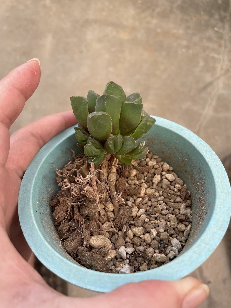 多肉植物植え替えについてアドバイスします 他の植物とは違う！？多肉の植え替えについて イメージ1