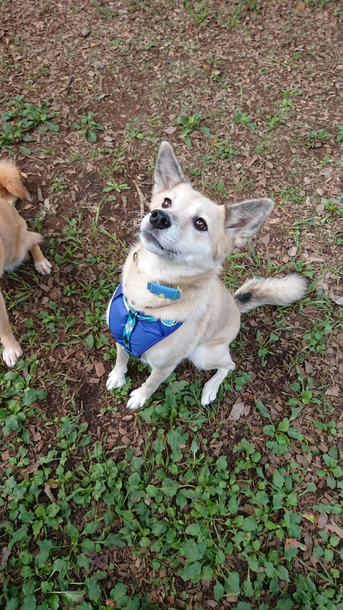 犬についての相談をお受けします しつけだけじゃなく、なんでも相談お受けします イメージ3