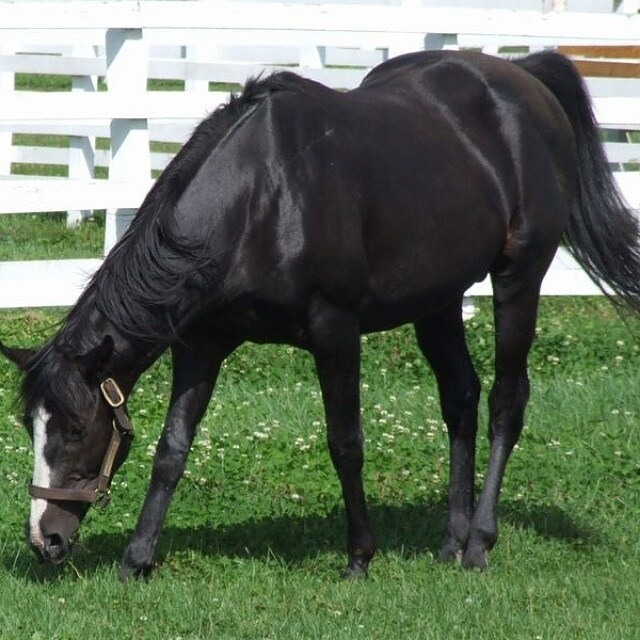 競馬予想を提供します これまでの予想方法とは、全く違う馬券術Ｒ イメージ1