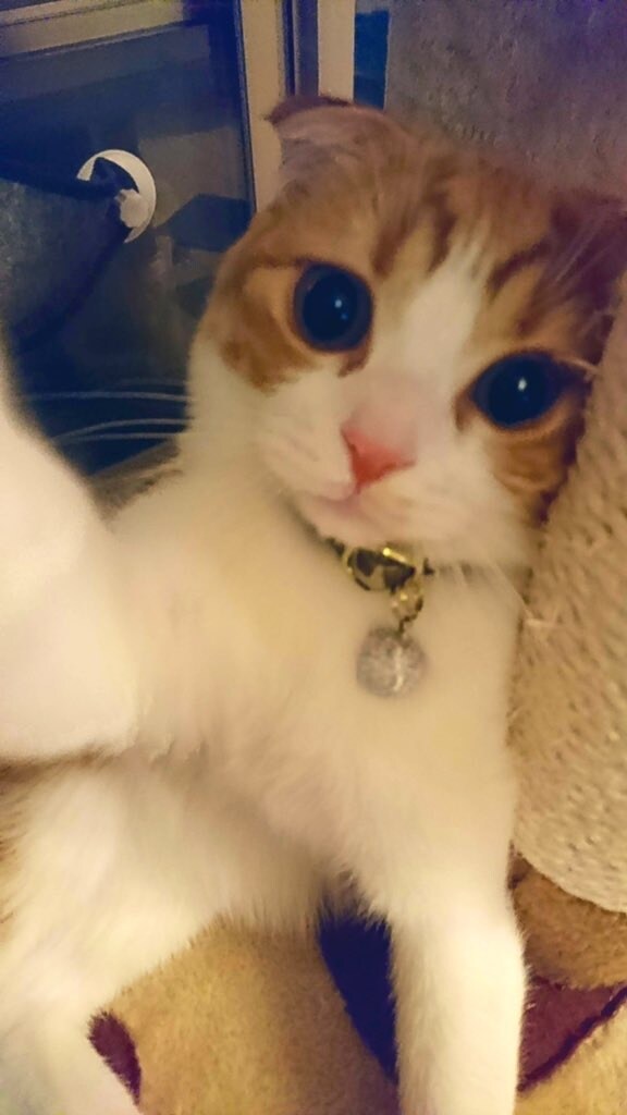 ネコさんの飼育相談伺います 初心者飼主さんのネコの飼育相談にのらせて下さい！ イメージ3