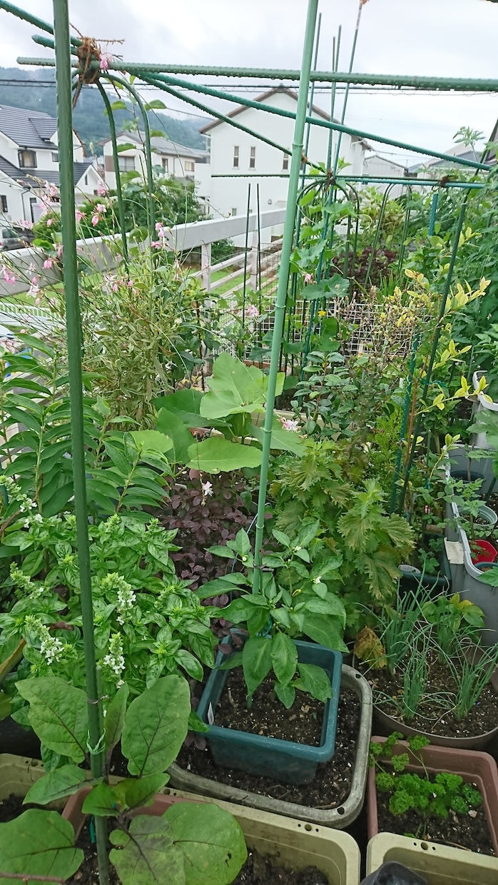色々な家庭菜園、ベランダ菜園アドバイス致します 15日間、多種多用に貴方のスペース、環境に合った野菜、果物を イメージ2