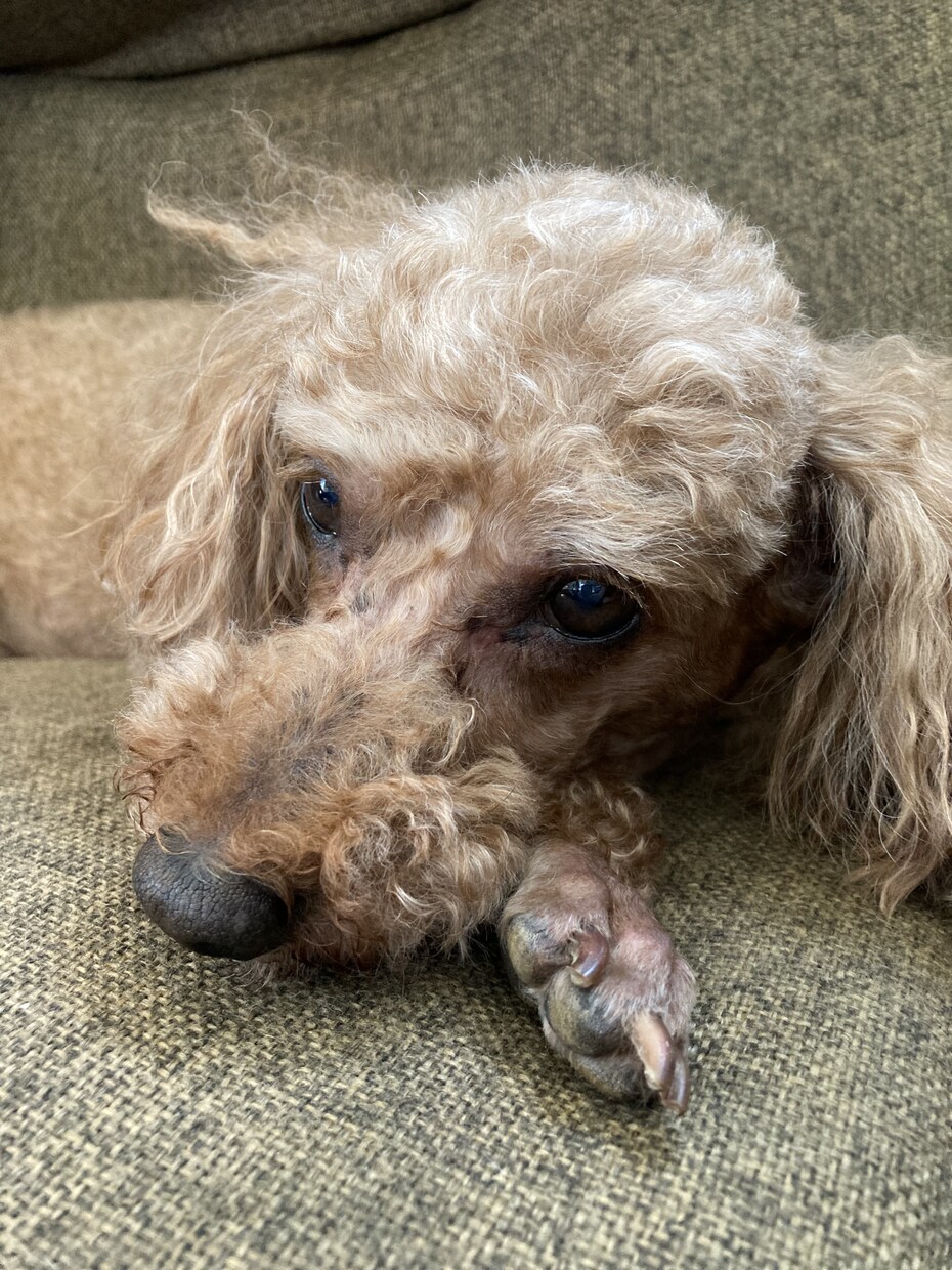 犬のお迎えやしつけでお困りの方！アドバイス致します 1週間いつでも★わんちゃんについてお困りの方に寄り添います。 イメージ1