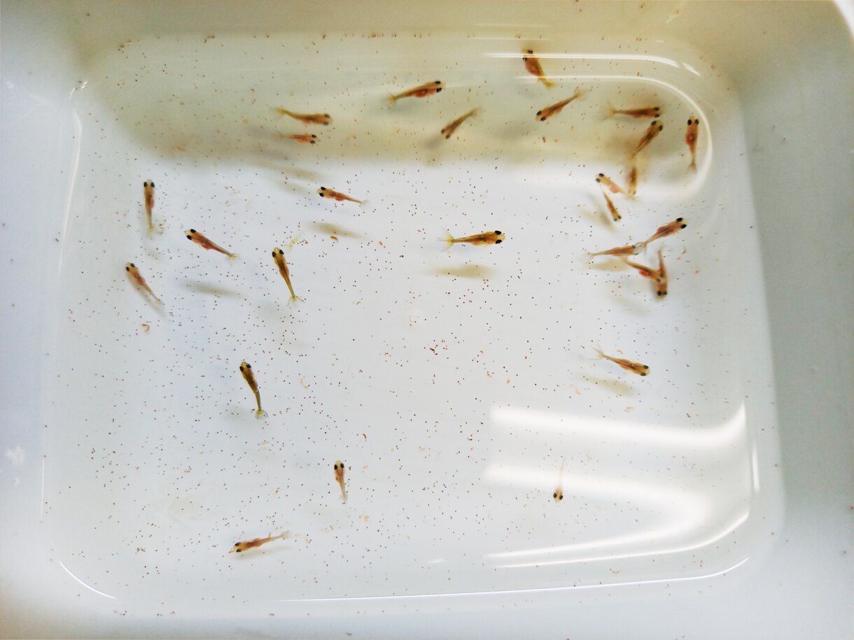 金魚の飼育、産卵、色揚げの方法など教えます 可愛い金魚のために出来る事、一緒に探してみませんか？ イメージ7