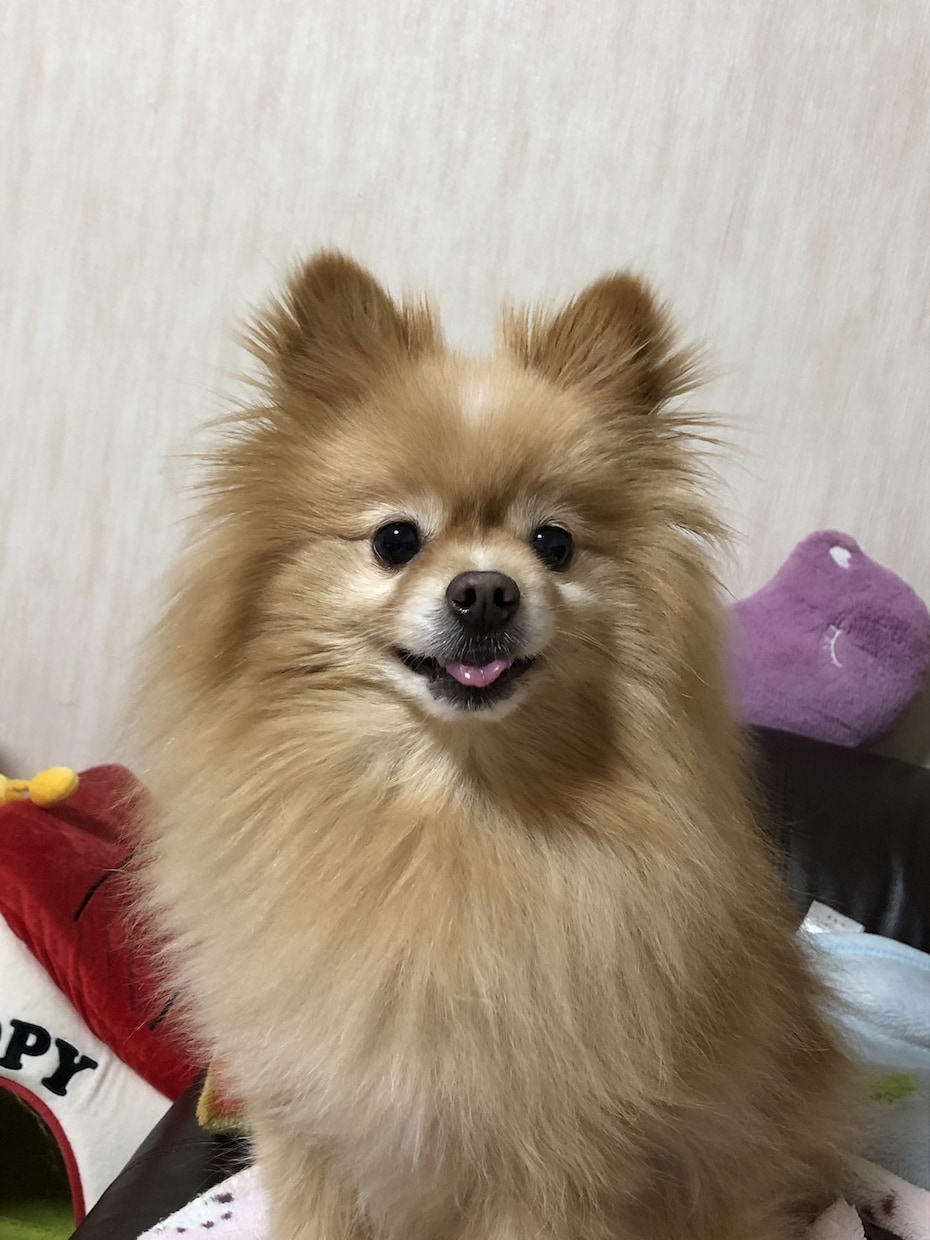 可愛いペットちゃんを油絵風デジタルアートにします 大切なペットちゃんを世界に1つのアップルウォッチバンドに！！ イメージ6