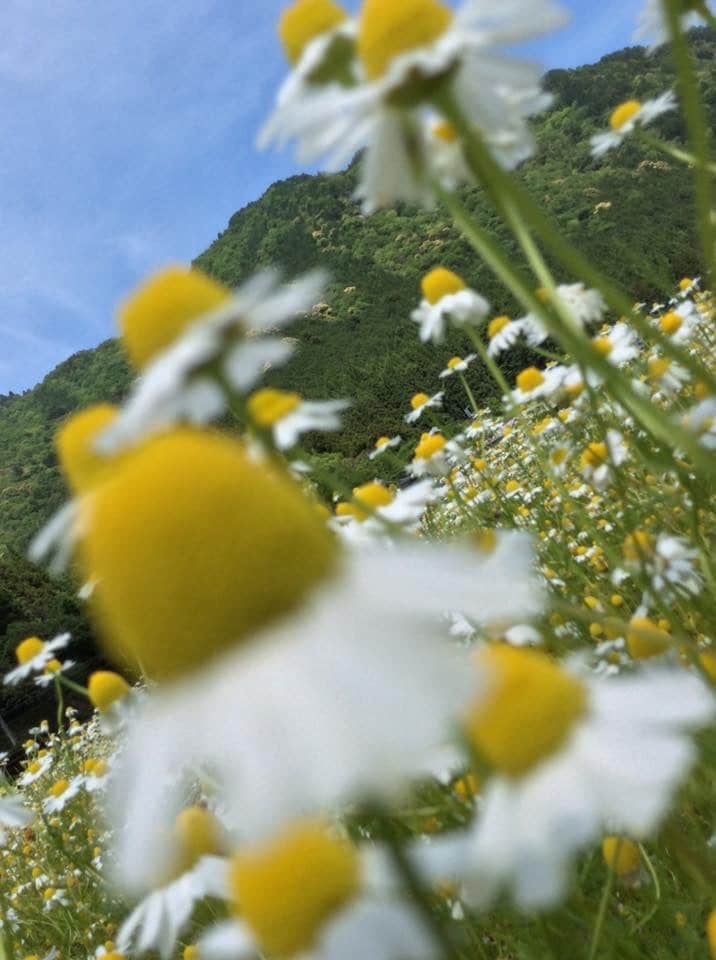 あなたに合ったハーブの活用法を提供します 自然と植物のチカラで美健康へ♪ イメージ1