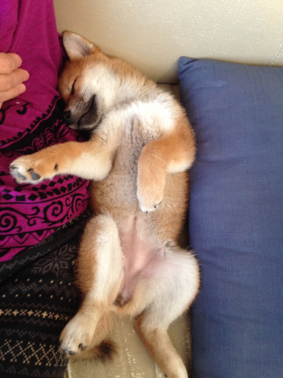 初めて犬を飼い始めた皆さん！ワンちゃんに様々な恩恵をもたらす「ラブ♡ハンド」を紹介します♫ イメージ3