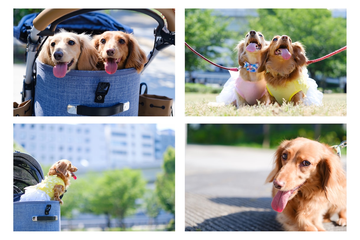 プロ写真家が出張撮影をします 個人写真・家族写真はお任せください！自然な表情を引き出します イメージ1
