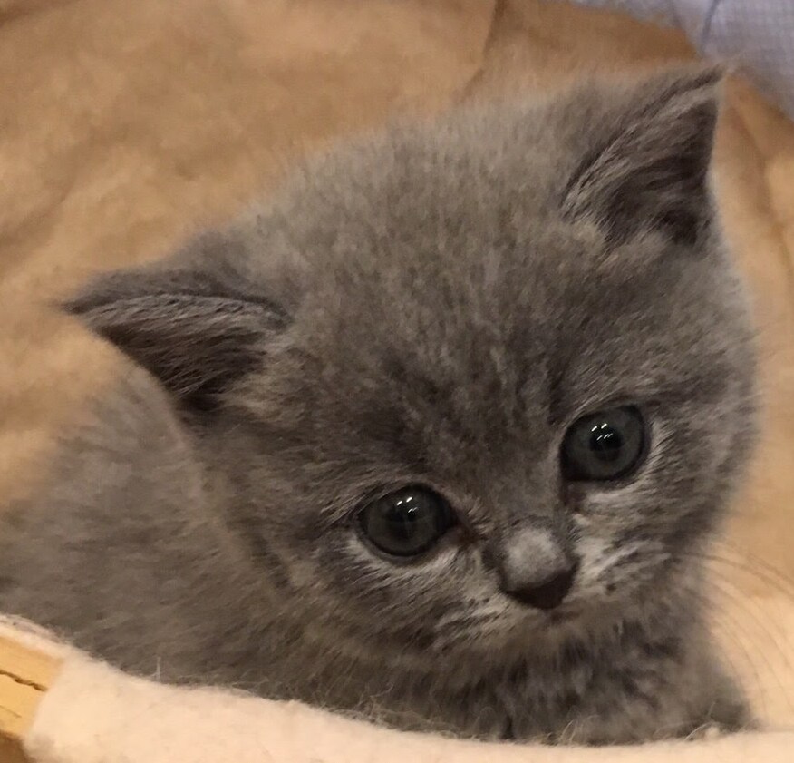 一人暮らしで猫さんを飼っている方のご相談に乗ります 猫を初めて飼うのに不安な方、多頭飼育、しつけのお悩みなど イメージ1