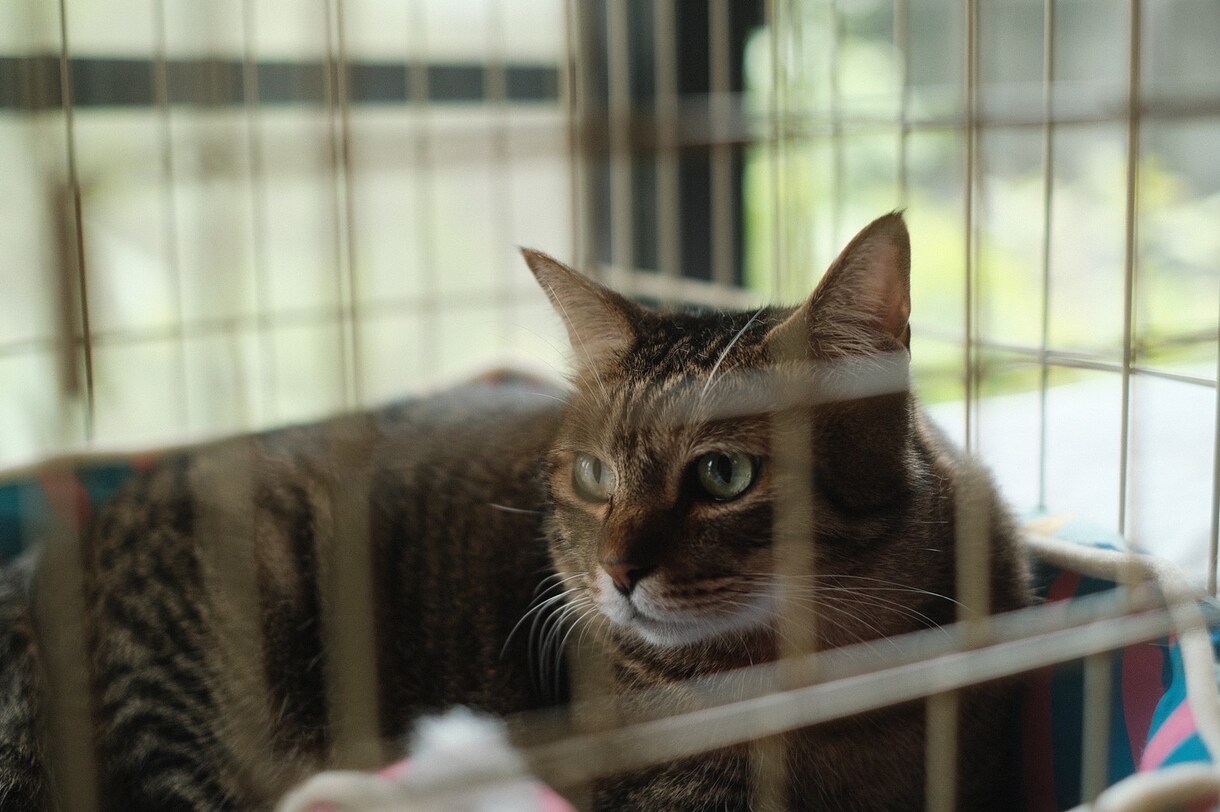 あなたの代わりに動物を撮影します 【動物好きによる】物件カメラマンの動物撮影代行 イメージ8