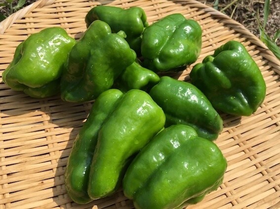 自然栽培・有機栽培による野菜の作り方を教えます 無農薬・無肥料又は有機肥料・固定種による野菜栽培を伝授 イメージ5