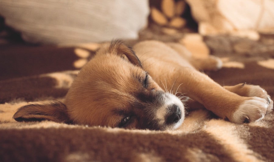 この子を家族に迎えて大丈夫？☘ご縁と時期を占います 犬猫ほかペット全般｜女性専用・最短5分から承ります イメージ3