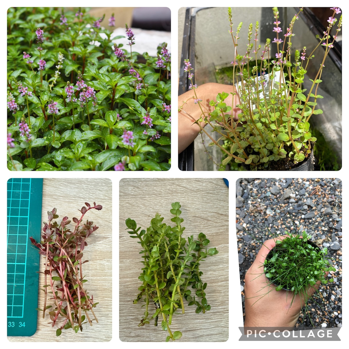 水草、メダカの育て方教えます 水草歴10年フリマアプリ販売数　年1万本 イメージ2