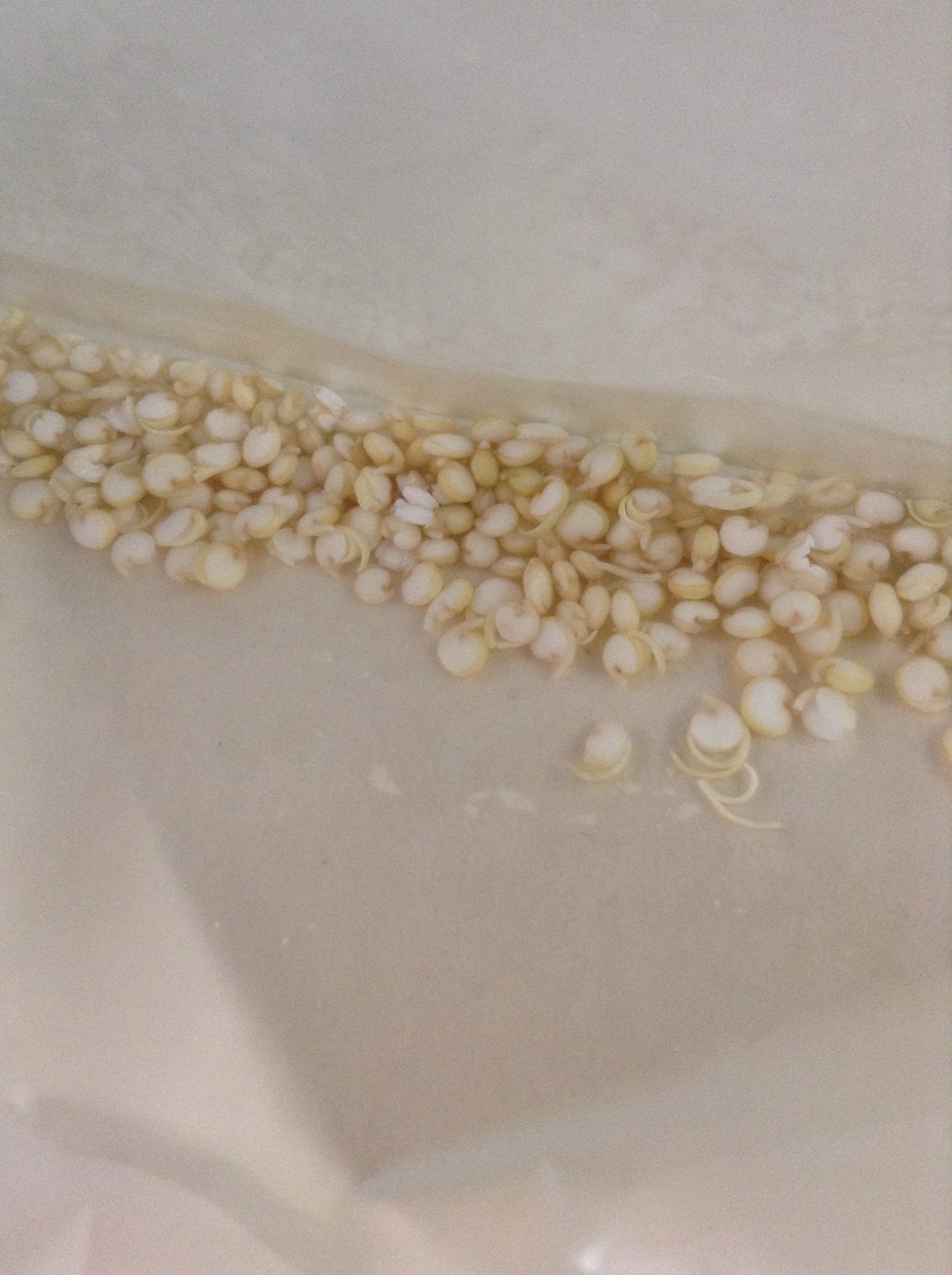 キヌアの芽出し方法教えます これから家庭菜園でキヌア栽培を検討されている方に‼︎ イメージ2