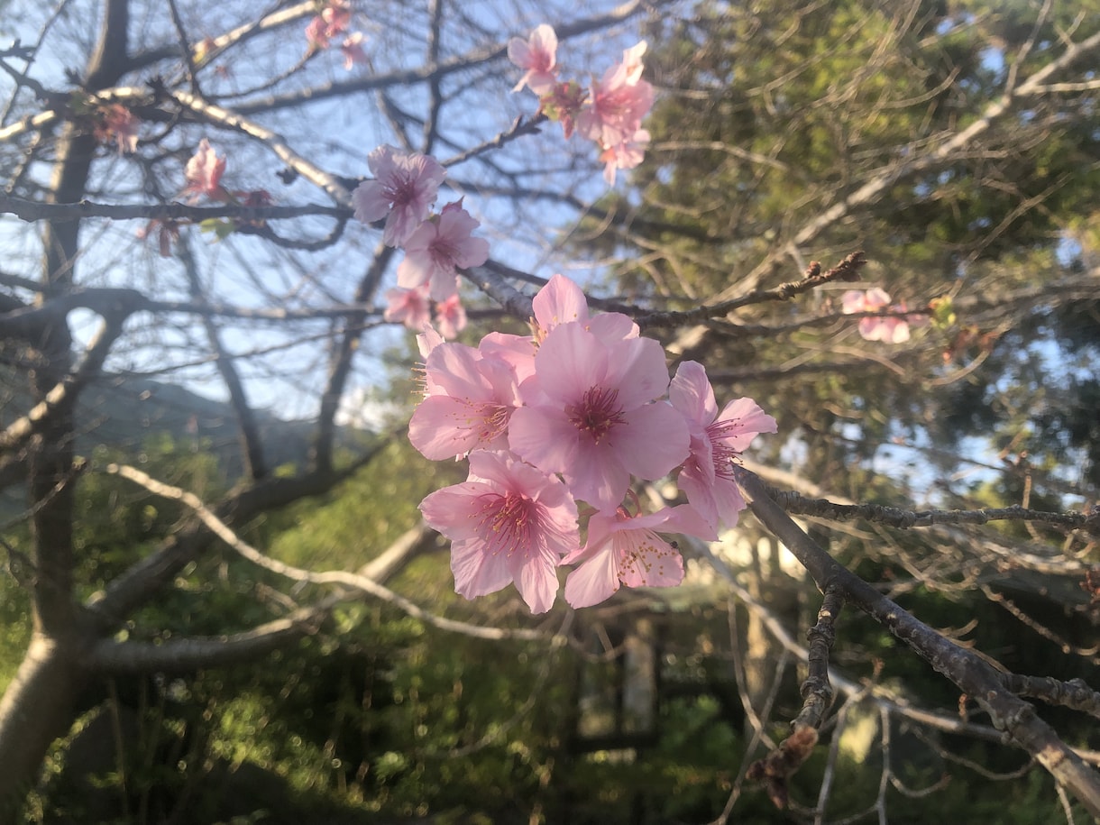 3日間ゆっくりお話し、悩み、愚痴聞きます ご希望あればタロット占いでカードからのメッセージみます¨̮⃝ イメージ1