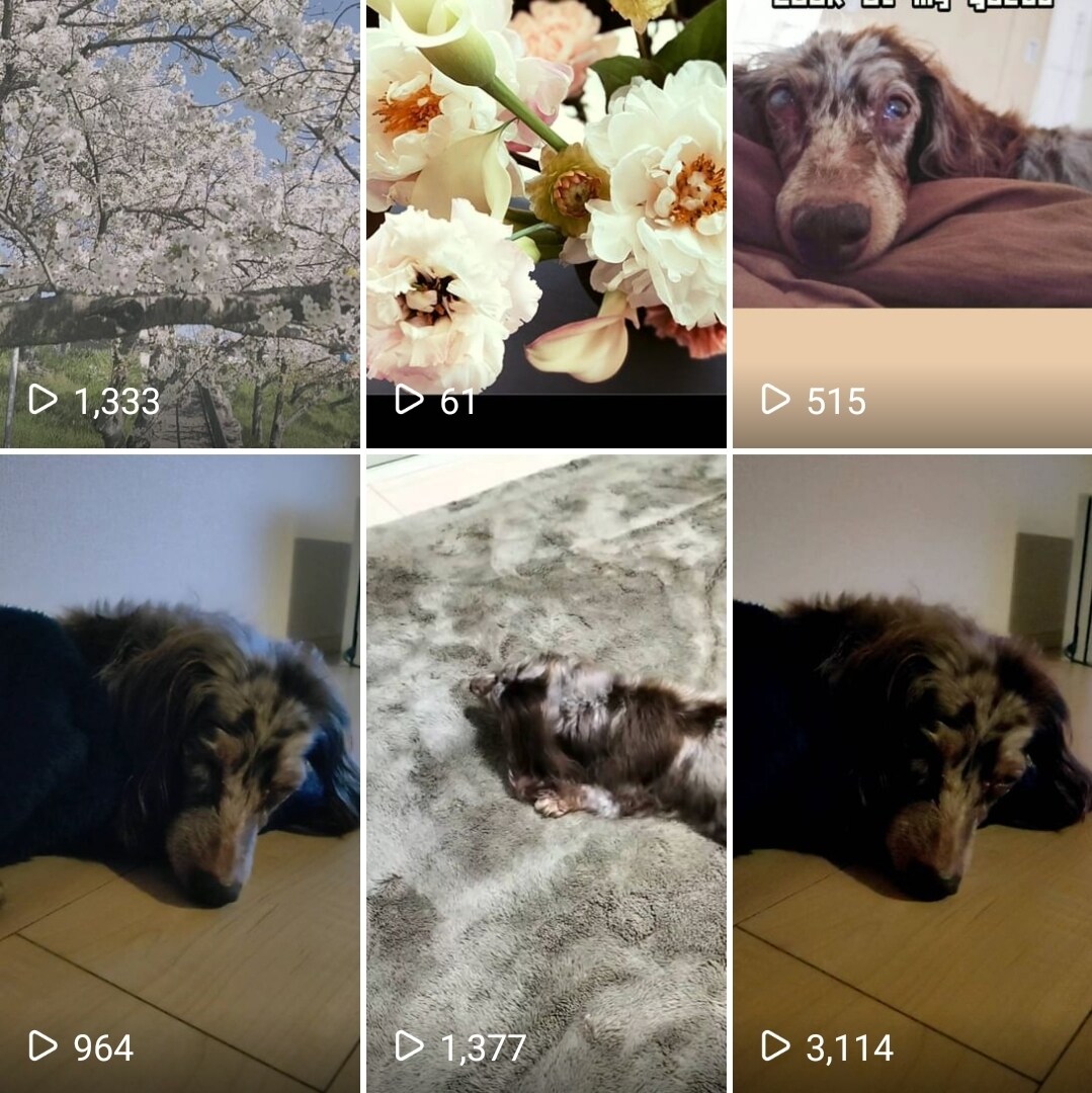 日常の生活・動物の動画作成をお受け致します 最高再生回数ショート動画5000回です イメージ1