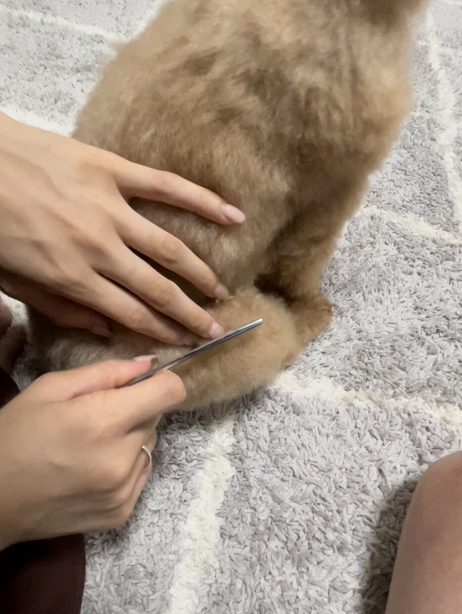 限定価格★技術だけはダメ。犬のお手入れ方法教えます ブラッシングや歯磨きなど…行動心理から＋技術面まで学べます イメージ4