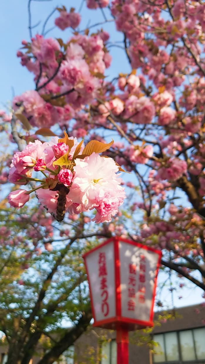 ３日間、あなたのお話、お聞きします 「保健室」へようこそ♪おしゃべり、相談、お気軽にどうぞ！ イメージ1