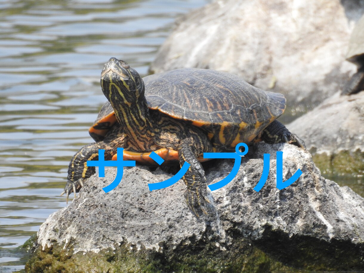 商用利用可　写真素材提供します 自由に使える高品質な素材を貴方に イメージ3